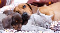 Cat and Dog Detection project thumbnail