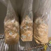 Fruiting Bag project thumbnail