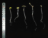 Mixed sprout set. project thumbnail