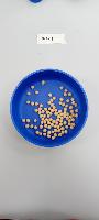 seed-soya project thumbnail