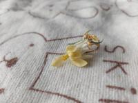 Malunggay - flowers project thumbnail