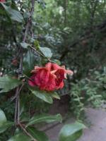flower project thumbnail