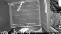 Quail Detector project thumbnail