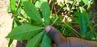 whitefly project thumbnail