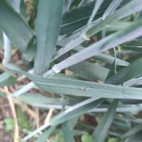 aphid project thumbnail