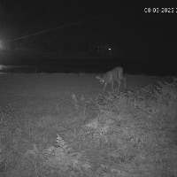 Animals project thumbnail