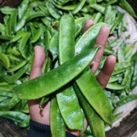 veg project thumbnail