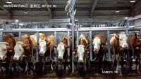 cattle-face-detection project thumbnail