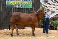 cattle-body-detection project thumbnail