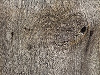 Alima, wood detection project thumbnail