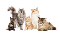 cats project thumbnail