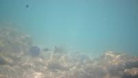 Fish Detection 2 project thumbnail