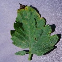 Tomato - Septoria Leaf Spot project thumbnail