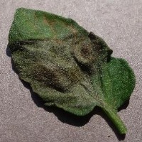 Tomato - Late Blight project thumbnail