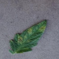 Tomato - Leaf Mold project thumbnail