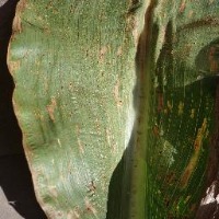 Corn - Cercospora Leaf Spot - Gray Leaf Spot project thumbnail
