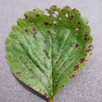 Strawberry - Leaf Scorch project thumbnail