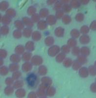 microscopy project thumbnail