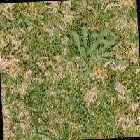 smallweed200 project thumbnail