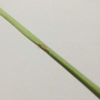 Agrotrack healthy rice plants project thumbnail