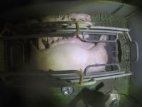 Piglets Behavior project thumbnail