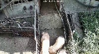 guodong_countpig_1018_09576_0953182m  project thumbnail