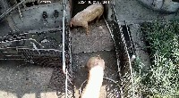 guodong_countpig_1001 project thumbnail