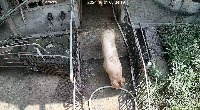 guodong_countpig_1001_original project thumbnail