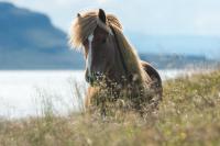 Horse_positions project thumbnail