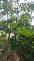 Deteksi Cabang Pohon Sengon project thumbnail