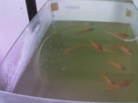 Water Turbidity - 5 Class project thumbnail