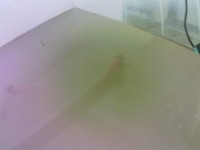 water turbidity - 2 project thumbnail