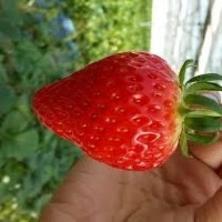 strawberry project thumbnail