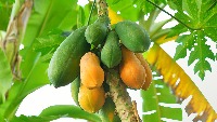 papaya project thumbnail