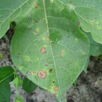 Cotton Disease Detection project thumbnail