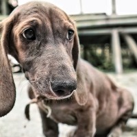 Animal’s emotion project thumbnail