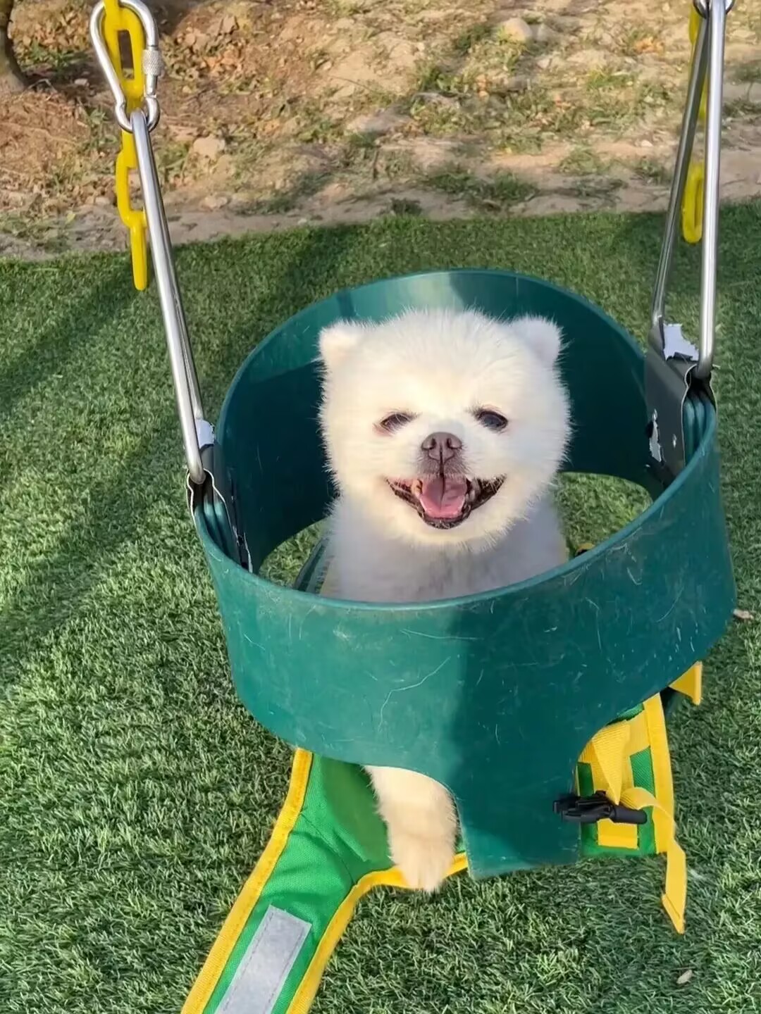 emotion keypoint Keypoint Detection Model by Animals emotion