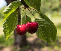 Fruit detection project thumbnail