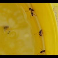 Bactrocera-oleae project thumbnail