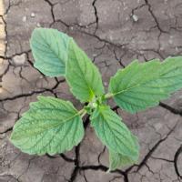 AgriSense project thumbnail