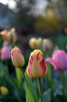 Flores project thumbnail