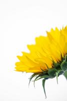 flores normais project thumbnail