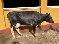 cow1 project thumbnail