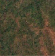 forest_test project thumbnail
