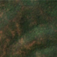 forest7 project thumbnail