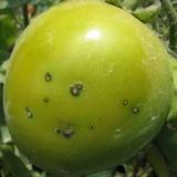 tomato project thumbnail