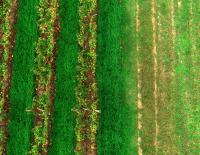 weed-detection-multispectral project thumbnail