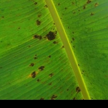 leaf-disease Object Detection Dataset by Detection of Crop Infections ...