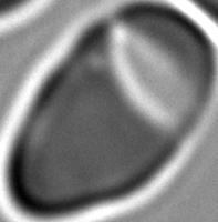 sickle_jianlu_7cls project thumbnail