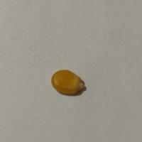 Corn detection project thumbnail